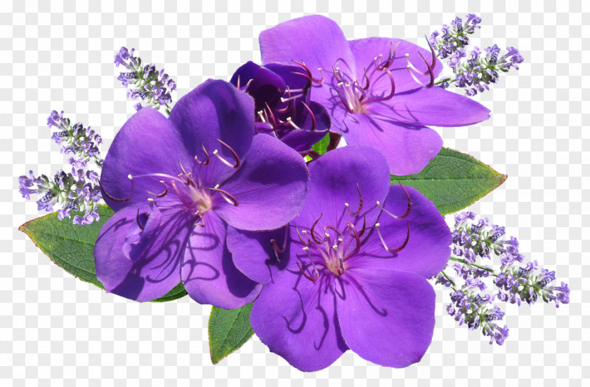 Flower English Lavender Desktop Wallpaper Clip Art Image PNG