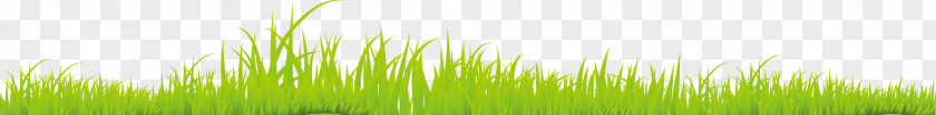 Great Fresh Grass Lawn Wheatgrass Energy Green Close-up Wallpaper PNG