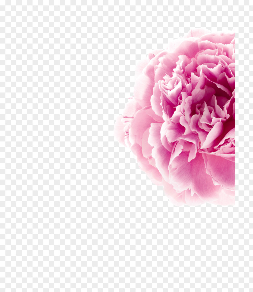 Hair Garden Roses Skin Peony Klorane PNG