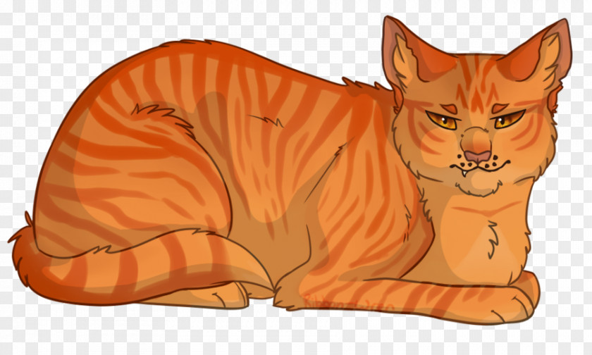 Kitten Whiskers Tabby Cat Tiger PNG
