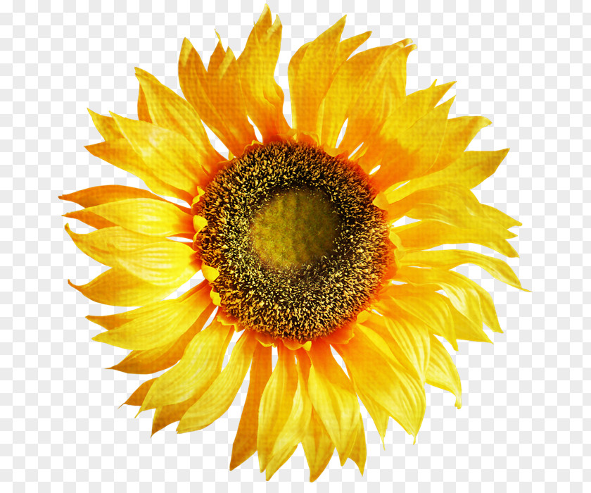 Sunflower Bakery Common Clip Art PNG