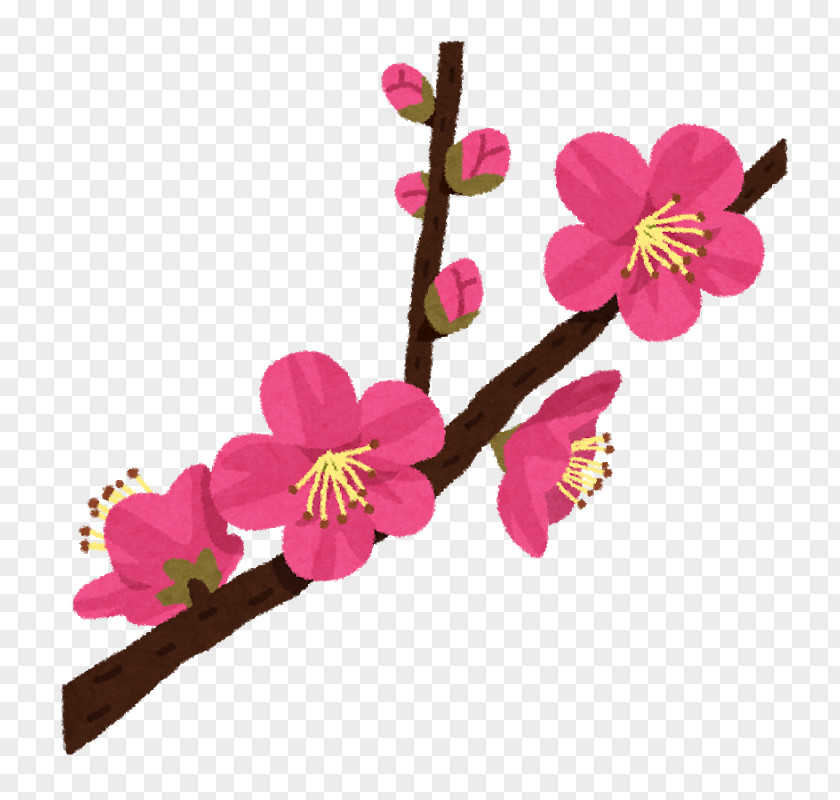 Vovó Plum Blossom ツクバサンバイリン Osaka UMENOHANA CO., LTD. Anthesis PNG