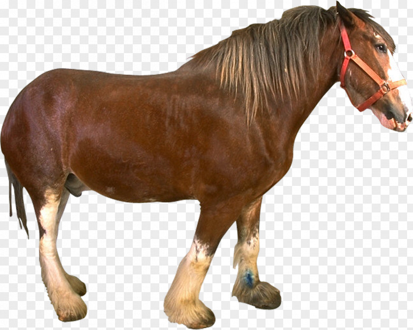 Mustang Rein Stallion PNG