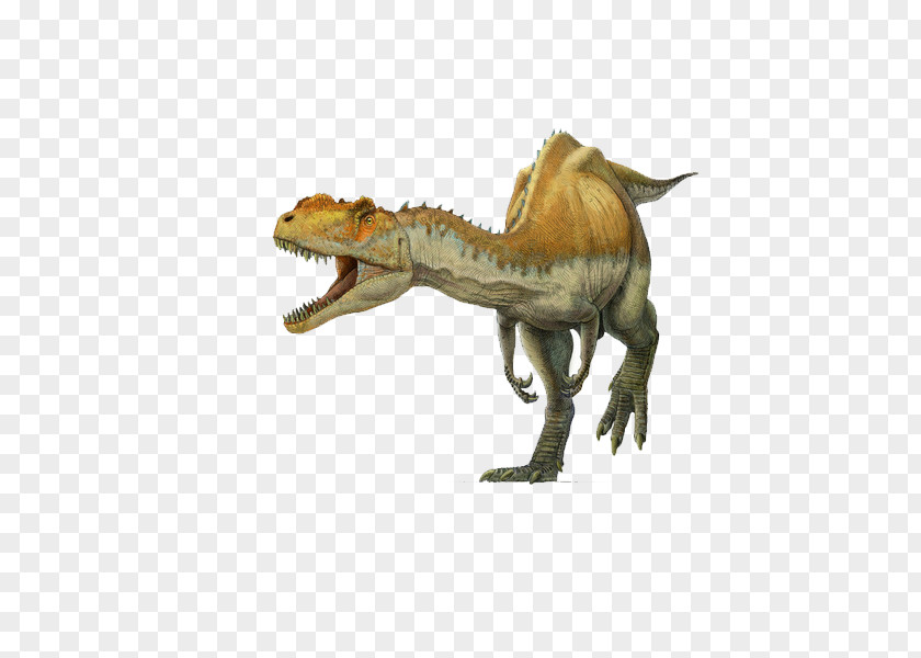 Dinosaur Spinosaurus Yangchuanosaurus Tyrannosaurus Metriacanthosaurus Oxfordian PNG