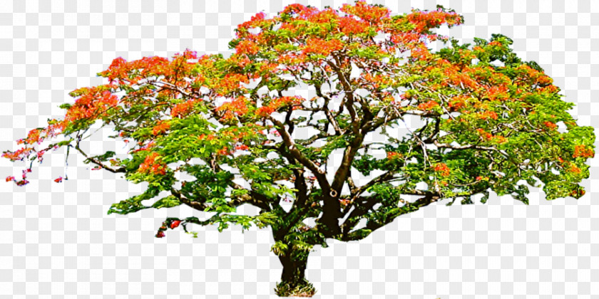 Trees Cartoon Royal Poinciana Branch Tree Flower PNG