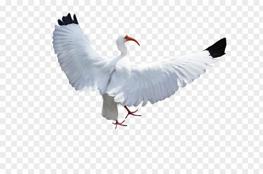 Birds Bird Columbidae Crane Flight PNG