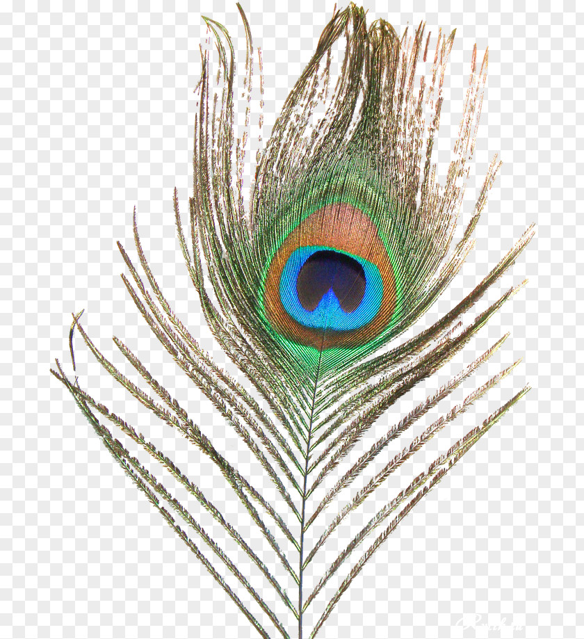 Feather Watercolor Asiatic Peafowl Clip Art PNG