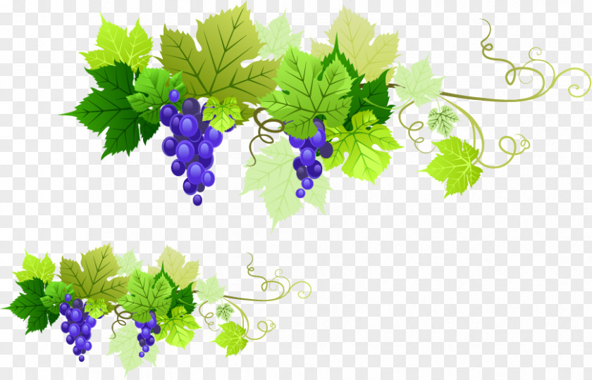 Grapes Vector Material Kyoho Rosxe9 Grape Leaves PNG