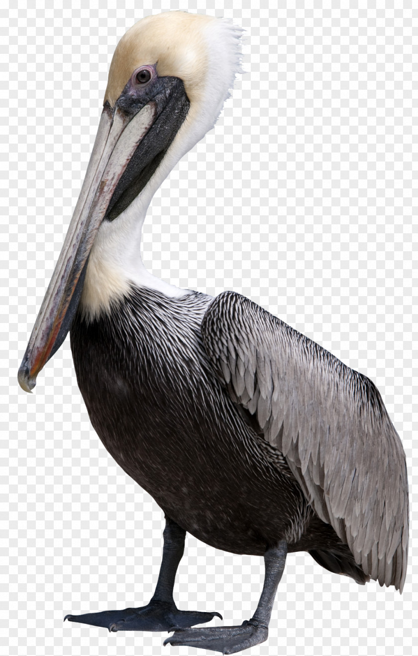 Gull Pelican Bird Clip Art PNG