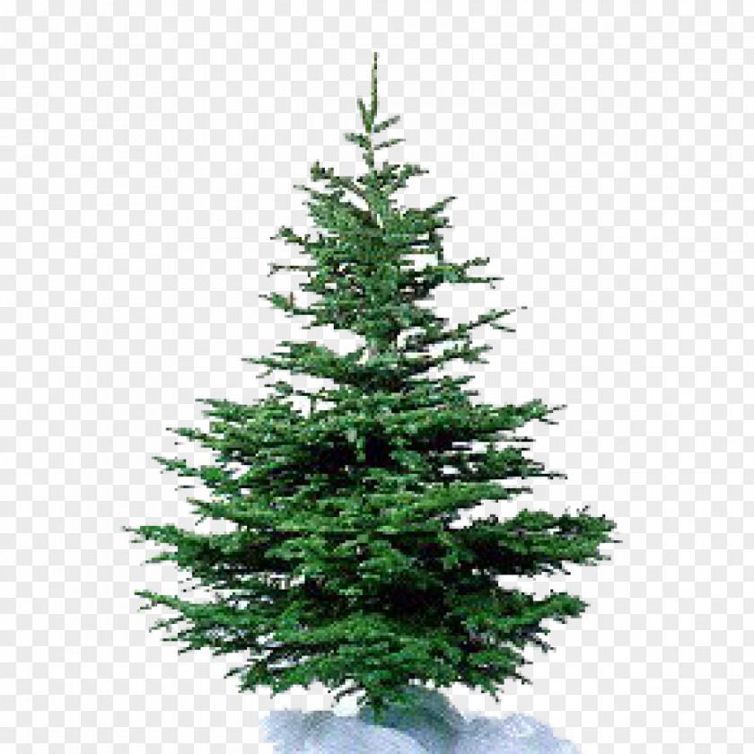 Kale Nordmann Fir Artificial Christmas Tree Pine PNG