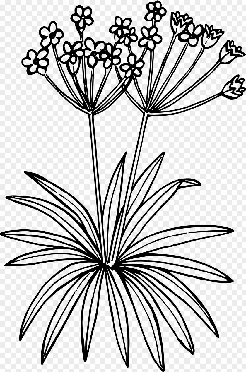 Northern Wildflower Floral Design Clip Art PNG