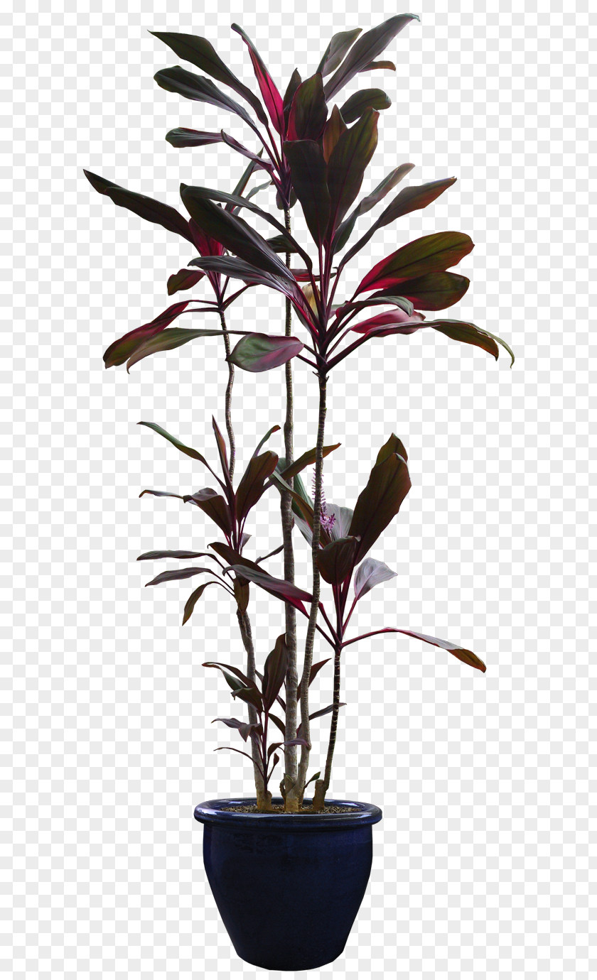 Plant Flowerpot Houseplant Tree PNG