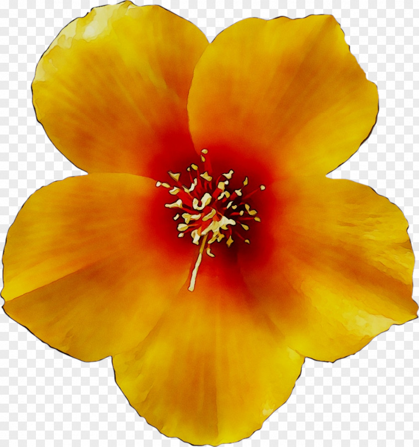 Rosemallows Yellow PNG