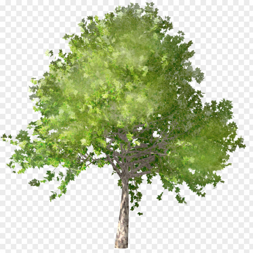 Tree 2D Plane Trees 乐鲜良房 Building Information Modeling Object PNG