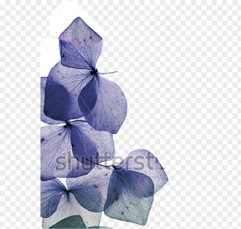 Flower Física Y Química 2 ESO Petal The Whitest Physics And Chemistry, Secondary PNG