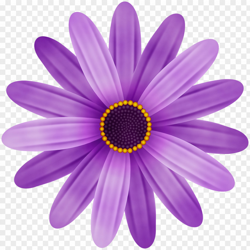 Flowering Plant Daisy PNG