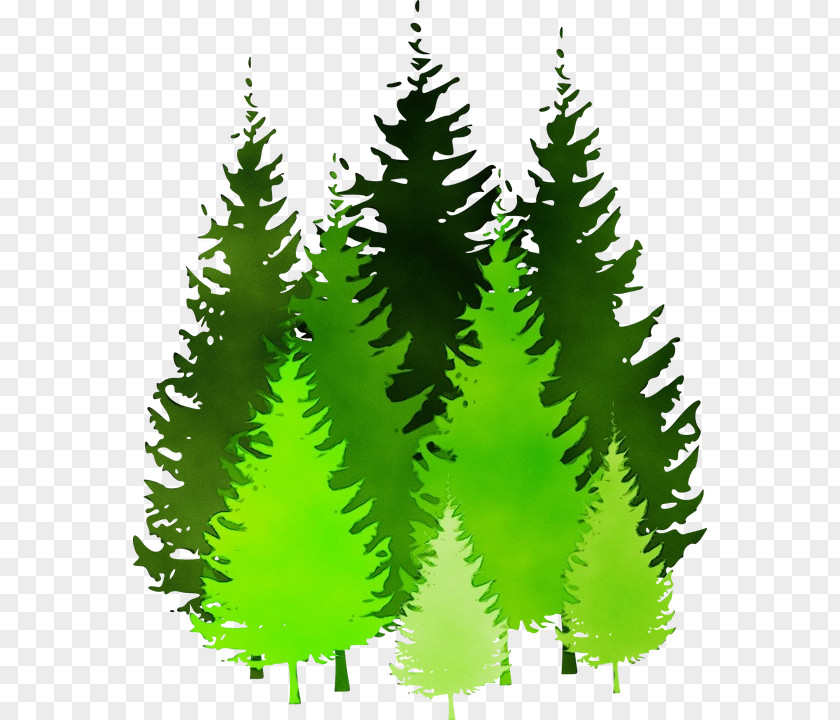 Forest Sitka Spruce Watercolor Christmas Tree PNG