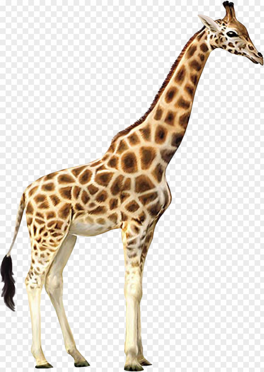 Giraffe Who Let The Kids Out Wall Decal Animal Wallpaper PNG