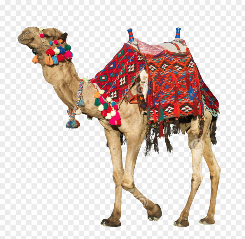 Baby Camel Clipart Saddle Stock Photography Dromedary Image PNG