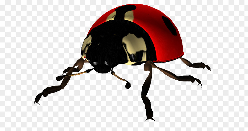 Beetle Ladybird Desktop Wallpaper Clip Art PNG