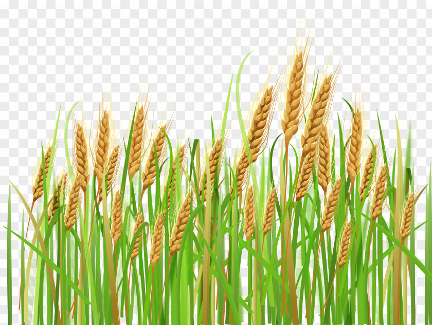 Ears Of Wheat Clipart Cereal Ear Barley Clip Art PNG