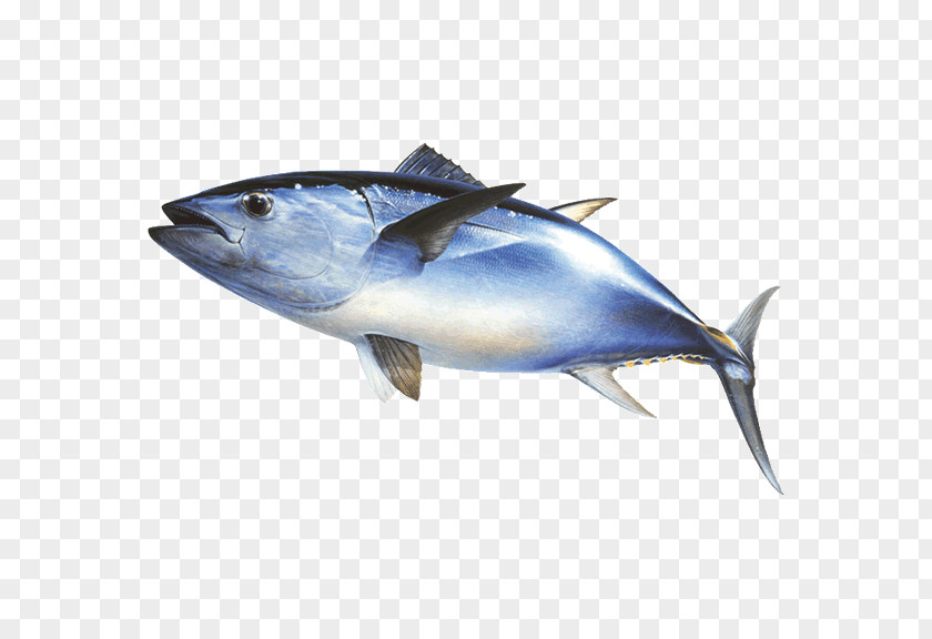 Fish Thunnus Mackerel Fishing Atlantic Bluefin Tuna PNG