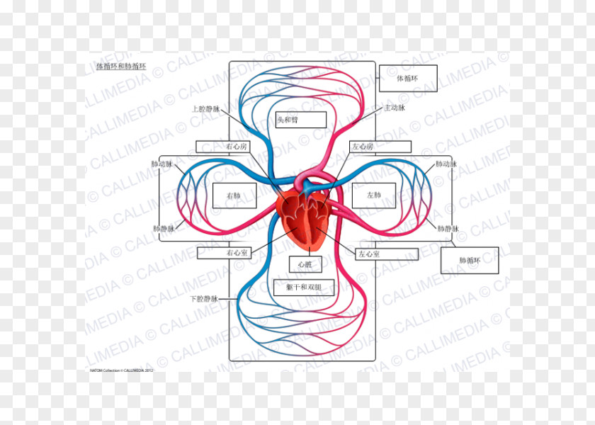 Heart Pulmonary Circulation Lung Systemic Circulatory System Vein PNG