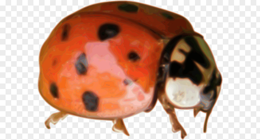 Ladybird Clipart Beetle Animal Clip Art PNG