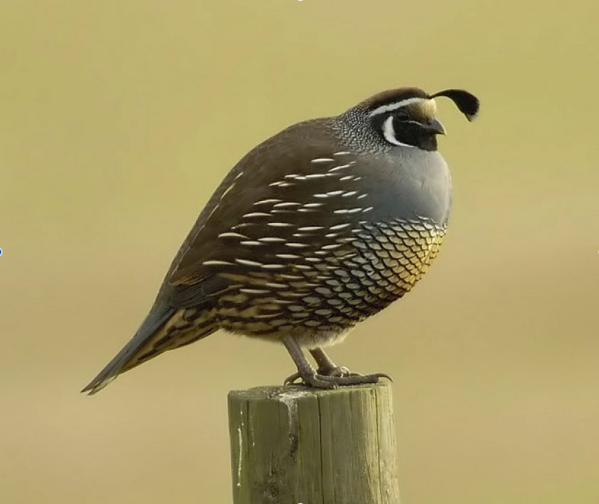 Quail California Bird Gambel's PNG