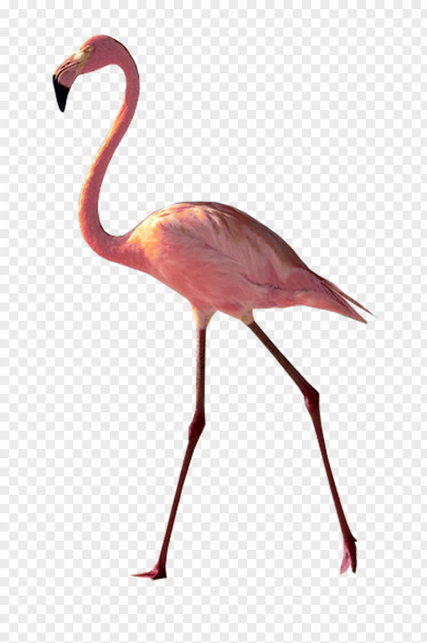 Flamingo A Pink Image Photograph Watercolor Painting PNG
