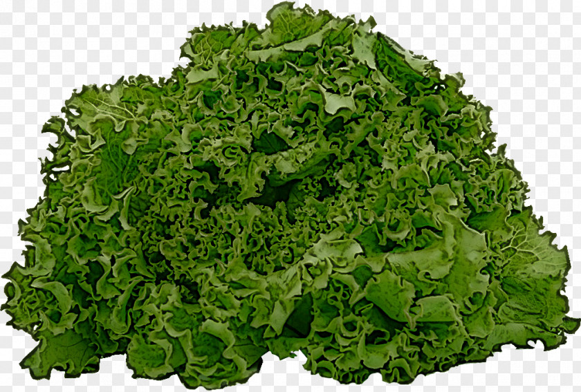 Herb Lettuce Leaf Vegetable Plant Iceburg PNG