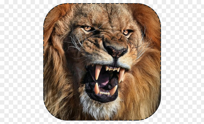 Lion White Tiger Roar Cat PNG