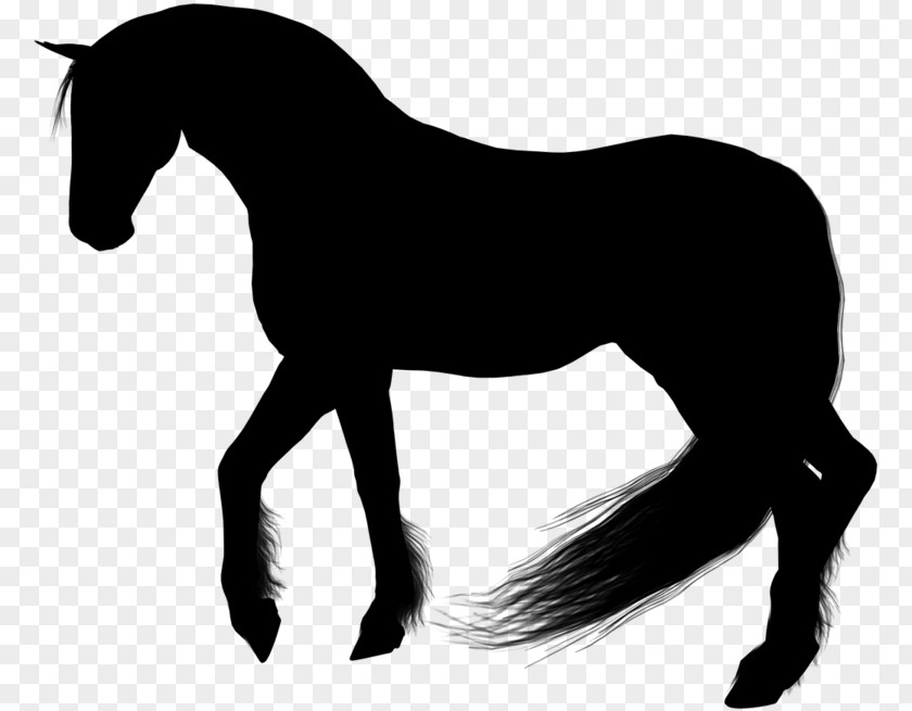 Livestock Liver Silhouette Mane Mustang Pony Stallion PNG