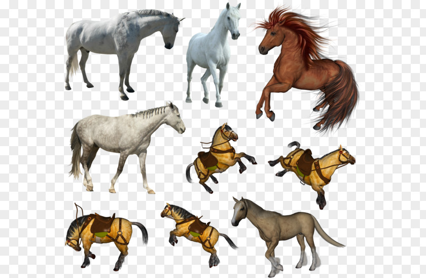 Mustang Pony Stallion Clip Art PNG