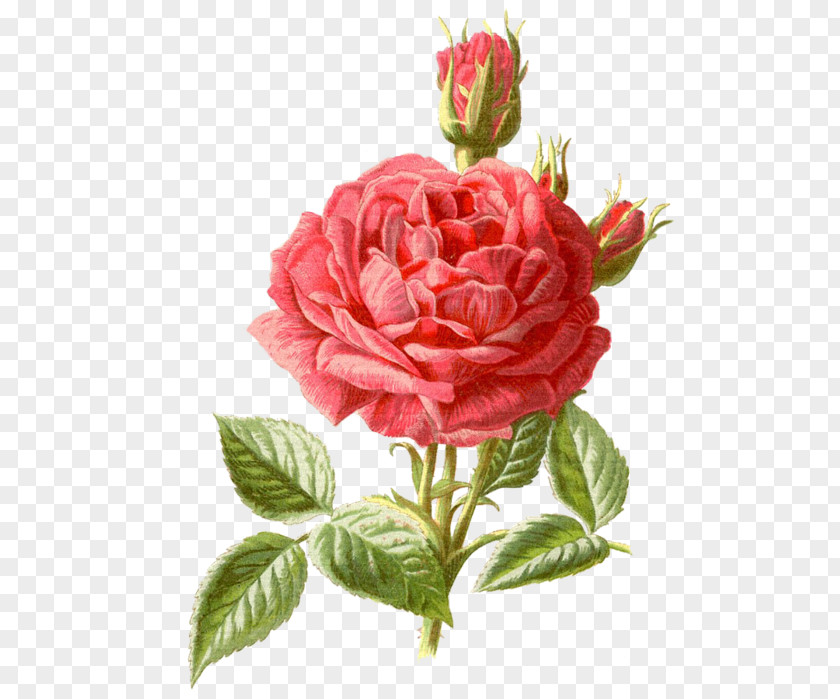 Rose Photography Flower PNG