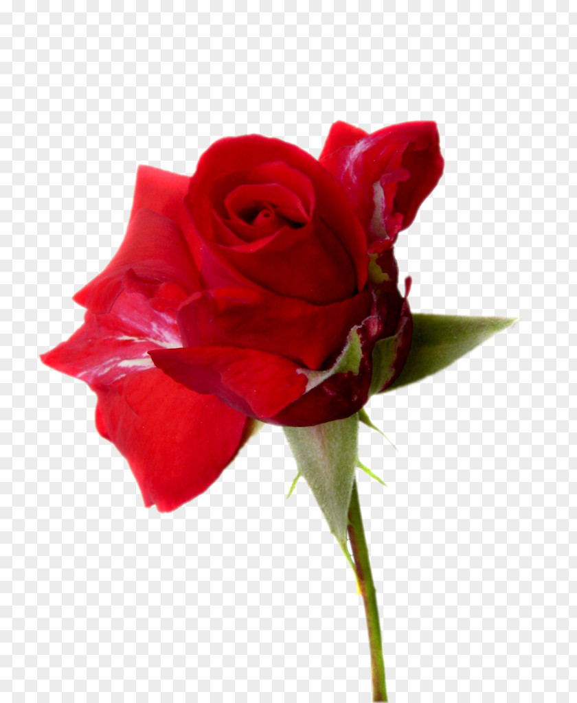 A Rose Download Stock.xchng Wallpaper PNG