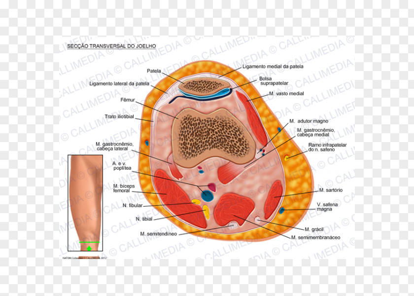 Artrosis De Rodilla Knee Transverse Plane Human Anatomy Gastrocnemius Muscle PNG