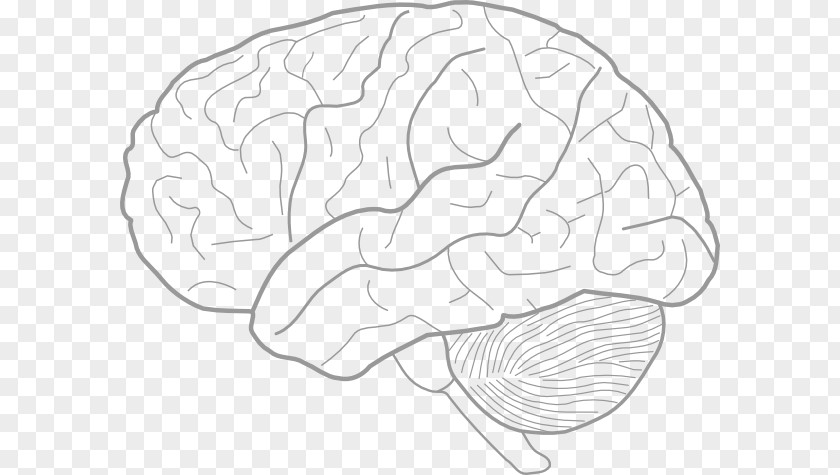 Brain Clip Art Drawing Human Image PNG