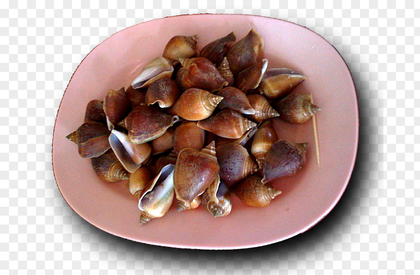 Cockle Mussel Recipe PNG