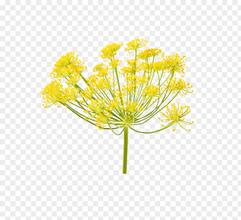 Fennel Stock Photography Ferula Communis Apiaceae Royalty-free PNG