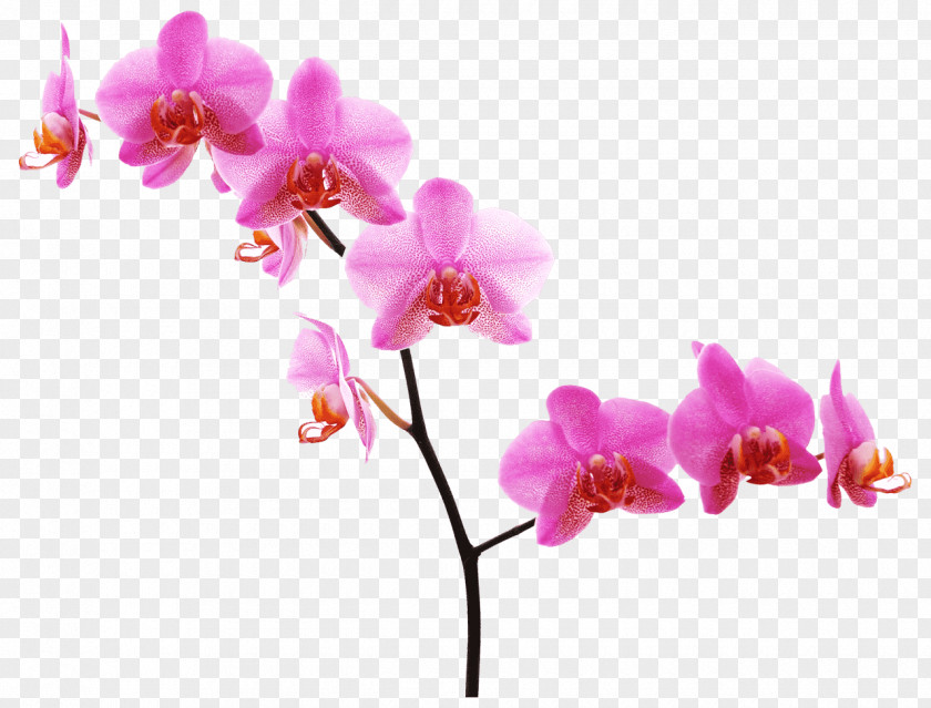 Fuchsia Frame Orchids Pink Flowers Desktop Wallpaper PNG