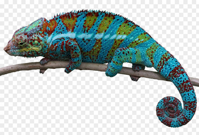 Lizard Image Editing PNG