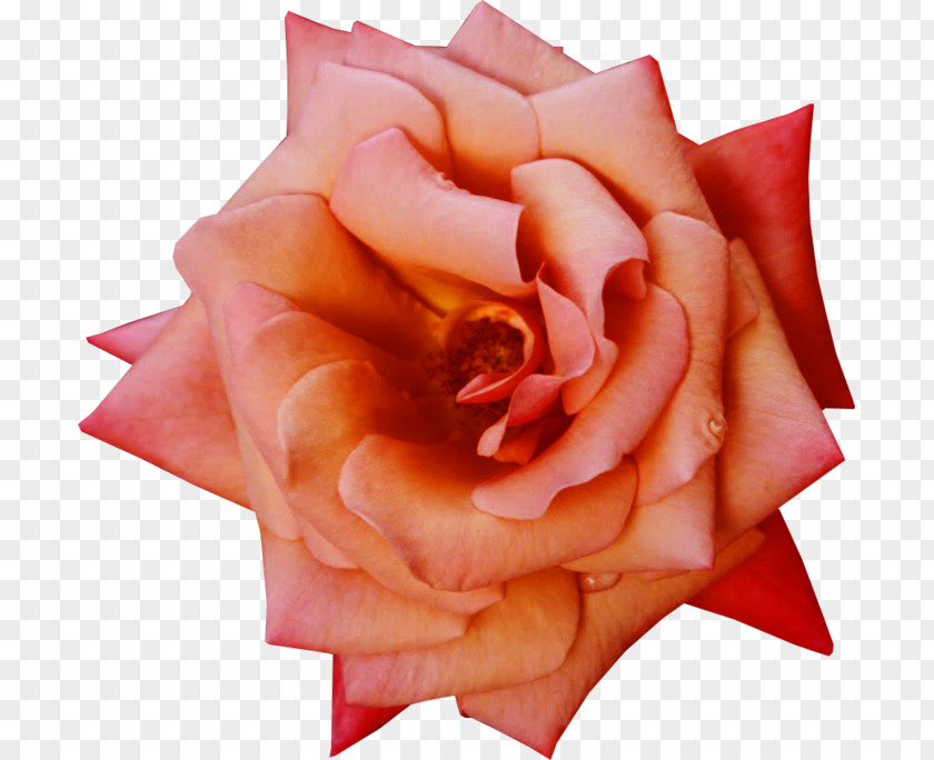 Rose Garden Roses Flower Petal PNG