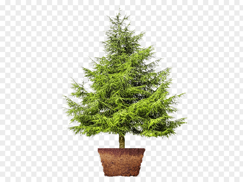 Tree Cedar Artificial Christmas Pinus Thunbergii Fir PNG