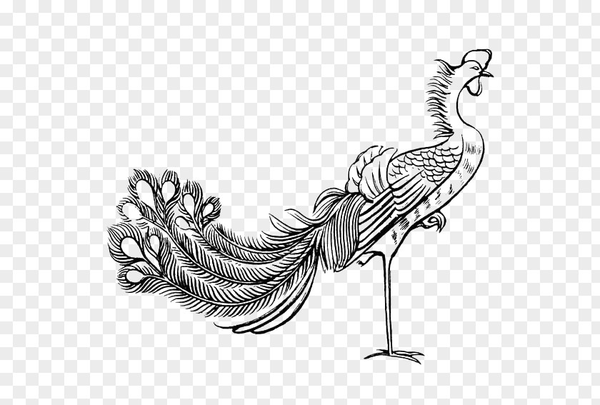 Black And White Lines Painted Peacock Fenghuang Stroke Bird Budaya Tionghoa Chinese Mythology PNG