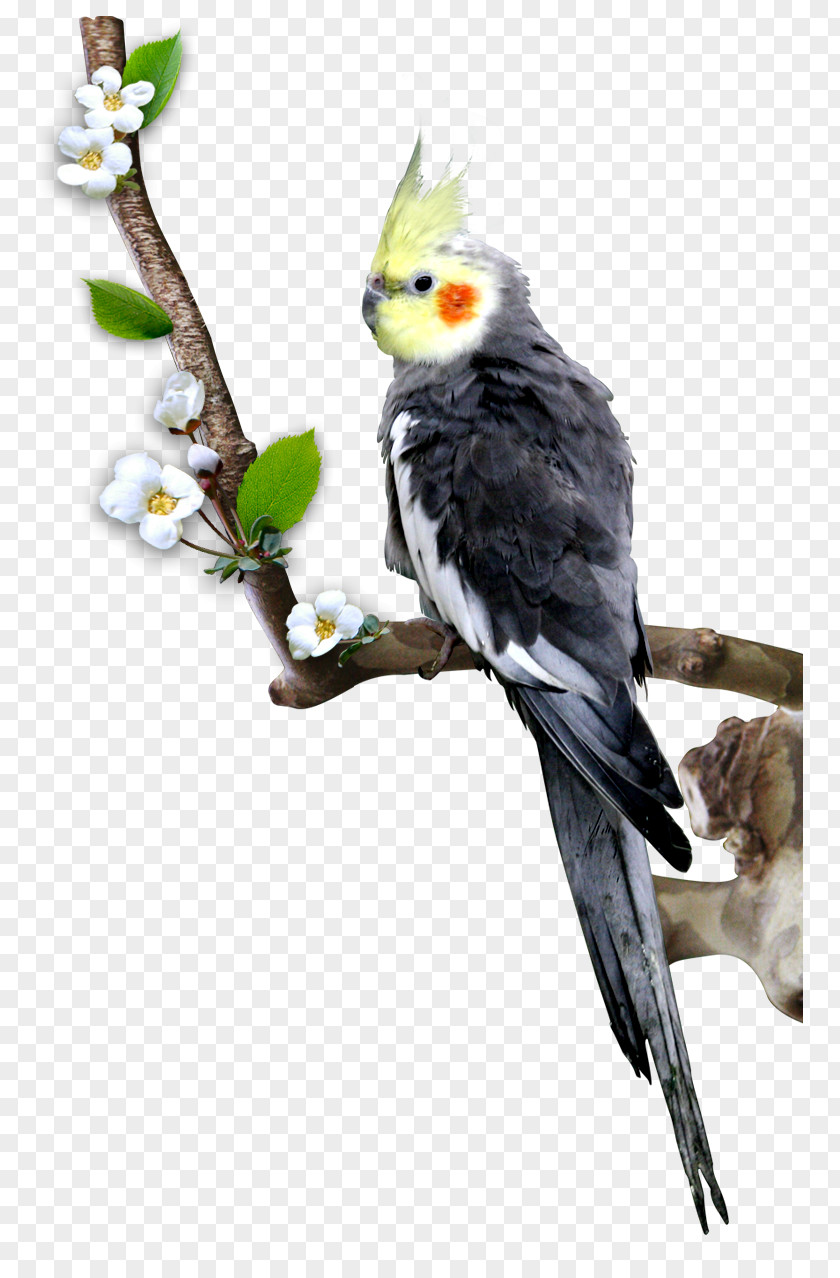 Cartoon Bird Cockatiel Parrot Budgerigar PNG
