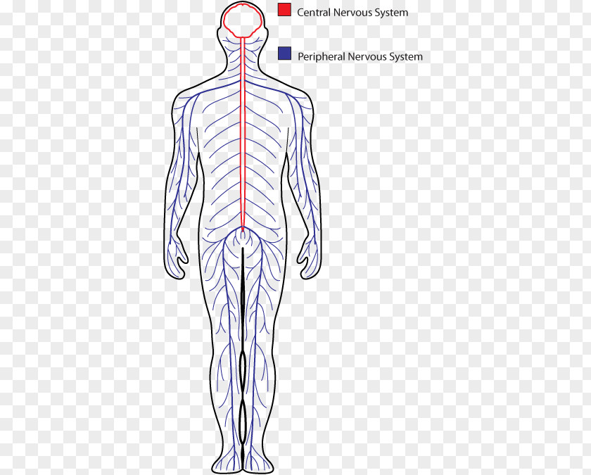 Endocrine System Central Nervous Drawing Peripheral Human Body PNG