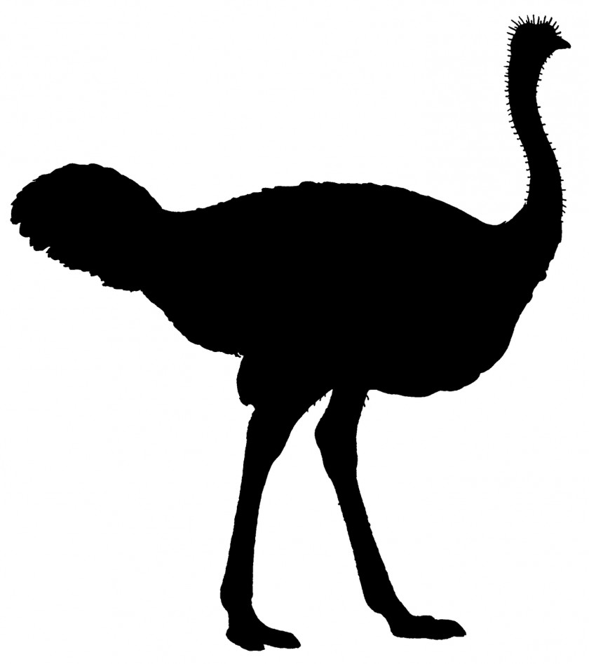 Ostrich Common Flightless Bird Silhouette Clip Art PNG