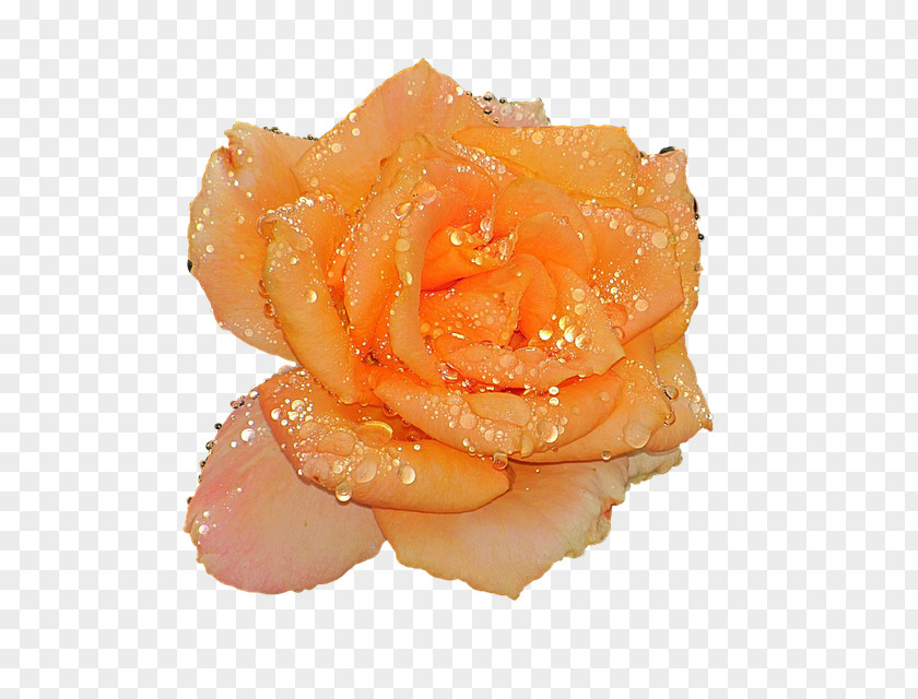 Water Garden Roses Flower Orange Peach PNG