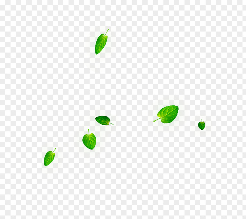 A Few Green Leaves Leaf PNG